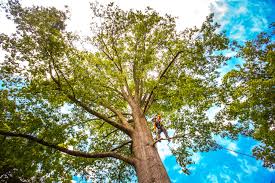 Why Choose Our Tree Removal Services in Williamson, WV?