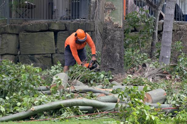 Best Tree Removal  in Williamson, WV