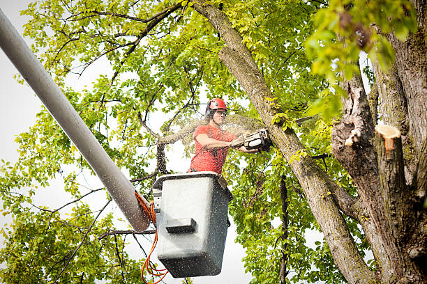 Best Palm Tree Trimming  in Williamson, WV